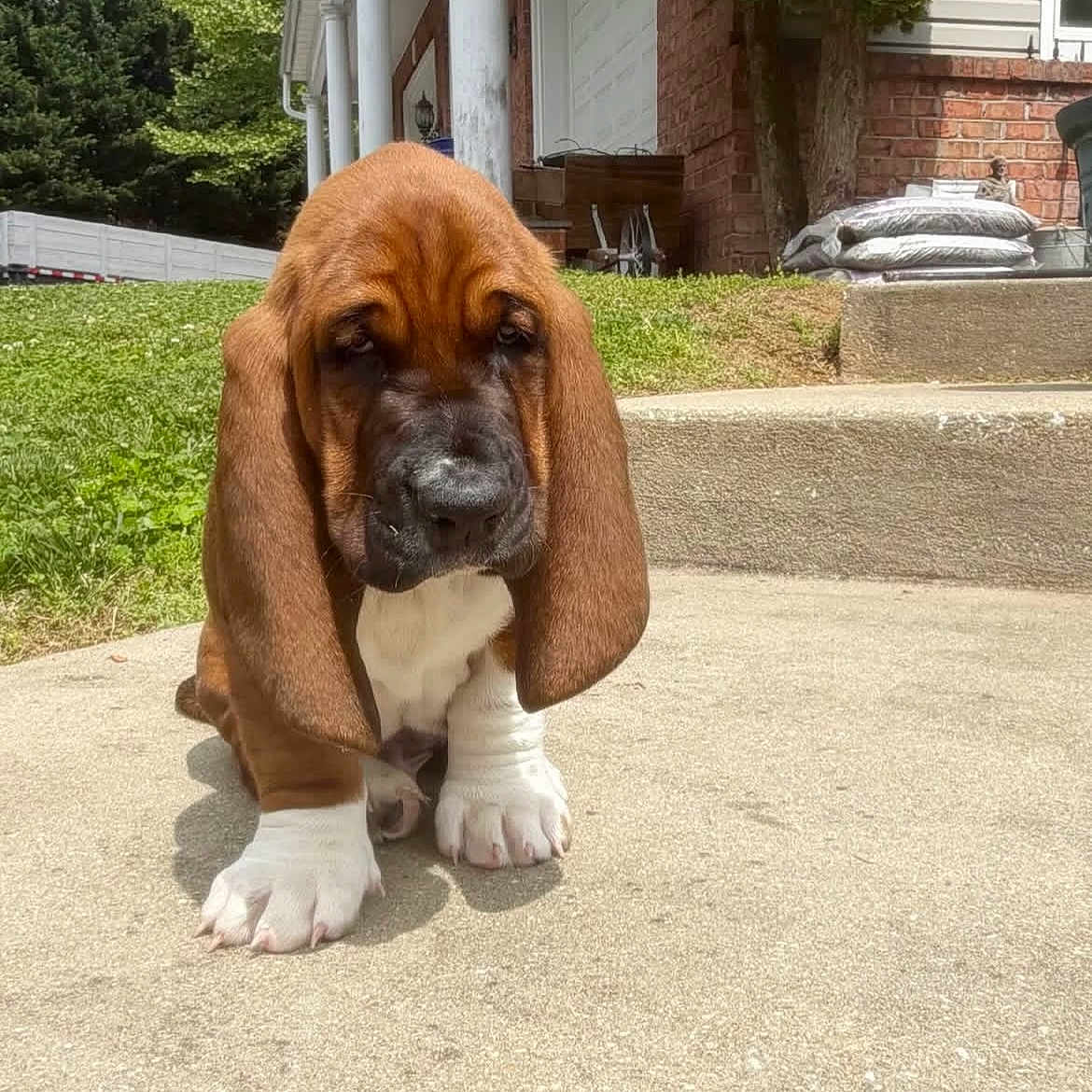 Homer