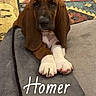 Homer is registered to the contest to win money with this photo: puppy, dog, brown, white_paws, floppy_ears, pet, indoor, cushion, carpet, floor, resting, cute, young_dog, animal, companion, home, portrait, canine, looking_at_camera, named