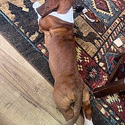 Homer joined the competition — help win amazing prizes! dog, brown, white, lying_down, stretched_out, paws, rug, patterned_rug, wooden_floor, plush_toy, indoor, pet, relaxed, animal, floor, paw_pads, canine, fur, domestic_animal, resting