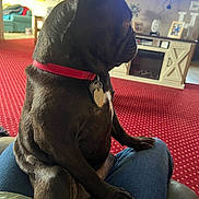 Nora is registered to the contest to win money with this photo: black_fur, close_up, collar, cozy, dog, dog_tag, french_bulldog, furniture, home_interior, indoor, jeans, lap, living_room, paws, person_legs, pet, portrait, red_carpet, sitting, television