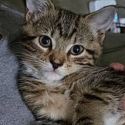 Jax joined the competition — help win amazing prizes! kitten, cat, tabby, close_up, pet, animal, feline, fur, whiskers, cute, indoor, resting, young, portrait, eyes, ears, soft, comfort, domestic, mammal