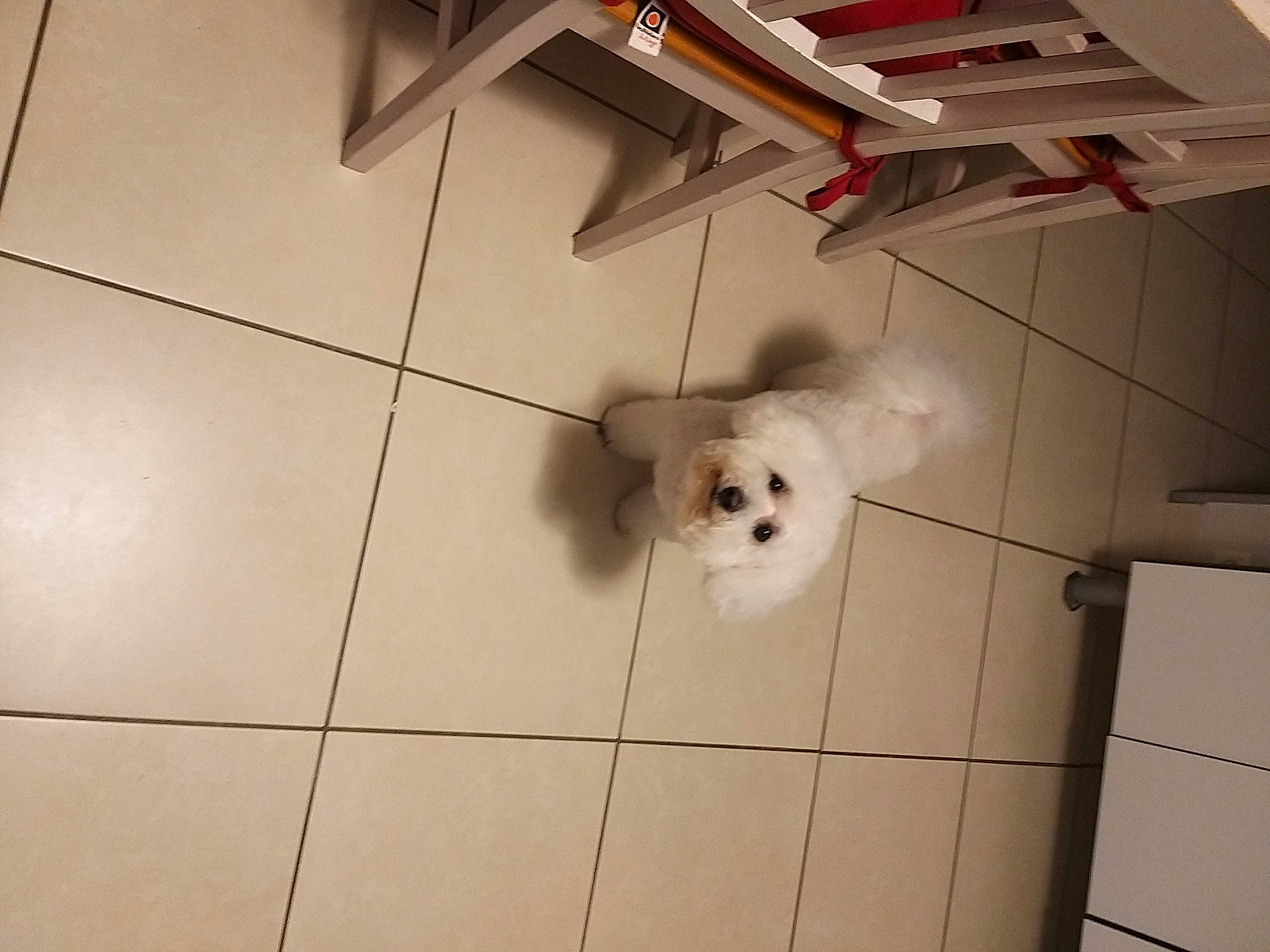 Lilly a rejoint le concours — aidez-le/la à gagner de superbes lots ! carnivore, companion_dog, dog, dog_breed, fawn, felidae, floor, flooring, foot, football, hardwood, pattern, small_to_medium_sized_cats, tail, tile_flooring, toy, toy_dog, whiskers, wood, working_animal