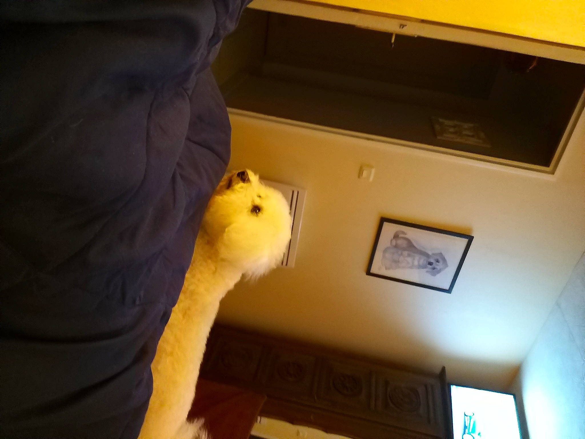 Lilly a rejoint le concours — aidez-le/la à gagner de superbes lots ! _geese_and_swans, art, building, ceiling, cockatoo, duck, ducks, felidae, fur, house, light_fixture, molding, picture_frame, plaster, plush, room, stuffed_toy, tail, teddy_bear, toy