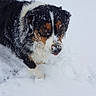 Tara participe au concours pour gagner de l'argent avec cette photo : dog, snow, outdoor, winter, black_fur, white_fur, brown_fur, animal, pet, cold, playful, fur, nature, canine, snowflakes, walking, curious, cute, frost, wintertime