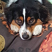 Tara a rejoint le concours — aidez-le/la à gagner de superbes lots ! dog, pet, tricolor, resting, blanket, patterned_blanket, indoor, vehicle_interior, fur, cute, animal, cozy, lying_down, face, ears, nose, eyes, black, white, brown