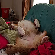 Leīa a rejoint le concours — aidez-le/la à gagner de superbes lots ! dog, couch, indoor, relaxed, sleeping, blanket, pillow, fur, pet, cozy, resting, animal, comfort, two_dogs, brown_fur, white_fur, green_couch, red_blanket, living_room, laying_down