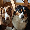dog, brown_dog, black_dog, white_fur, indoor, wooden_floor, wooden_chair, pet, canine, animal, fur, sitting, looking_at_camera, domestic_animal, companion, cute, friendly, two_dogs, floor, home