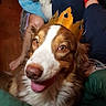 Leīa a rejoint le concours — aidez-le/la à gagner de superbes lots ! dog, crown, pet, indoor, person, blue_clothing, red_socks, happy, tongue_out, brown_and_white_dog, black_and_white_dog, seated, couch, floor, cozy, casual, smiling_dog, animal, domestic, relaxed