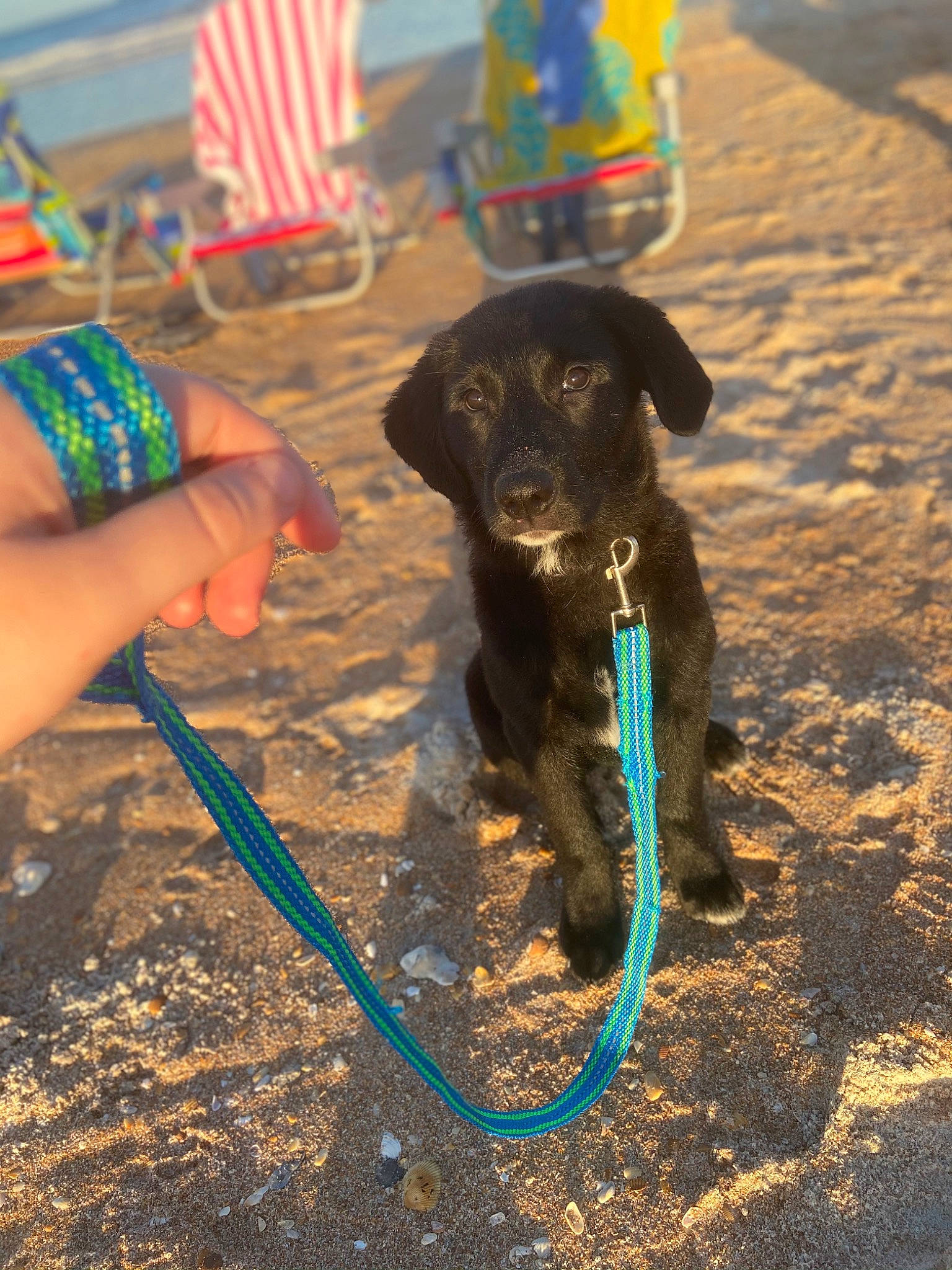 Haisy May joined the competition — help win amazing prizes! borador, canidae, carnivore, collar, companion_dog, dog, dog_breed, dog_collar, flag, flag_day_usa, flag_of_the_united_states, garden_hose, hunting_dog, leash, nail, pet_supply, shadow, sporting_group, tail, working_animal