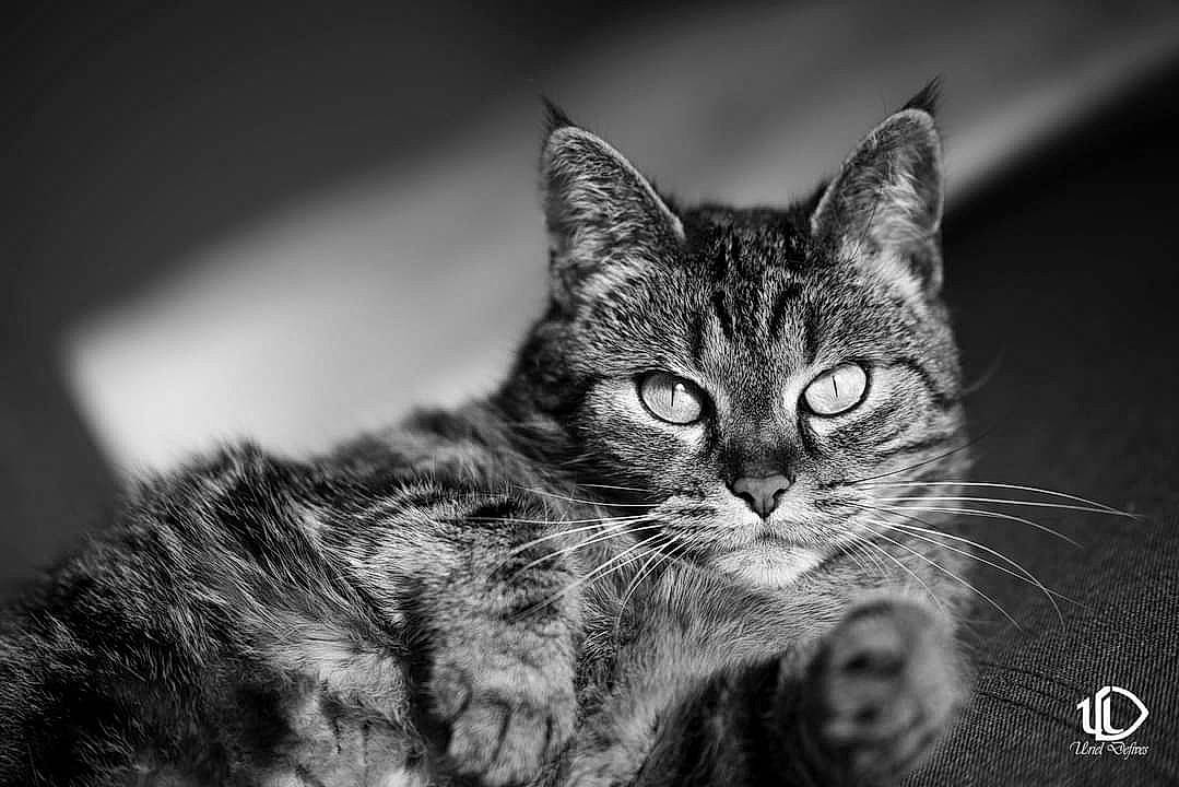 Patate a rejoint le concours — aidez-le/la à gagner de superbes lots ! black_and_white, carnivore, cat, darkness, domestic_short_haired_cat, felidae, flash_photography, fur, grass, macro_photography, monochrome, monochrome_photography, paw, small_to_medium_sized_cats, snout, still_life_photography, stock_photography, style, whiskers, wildlife