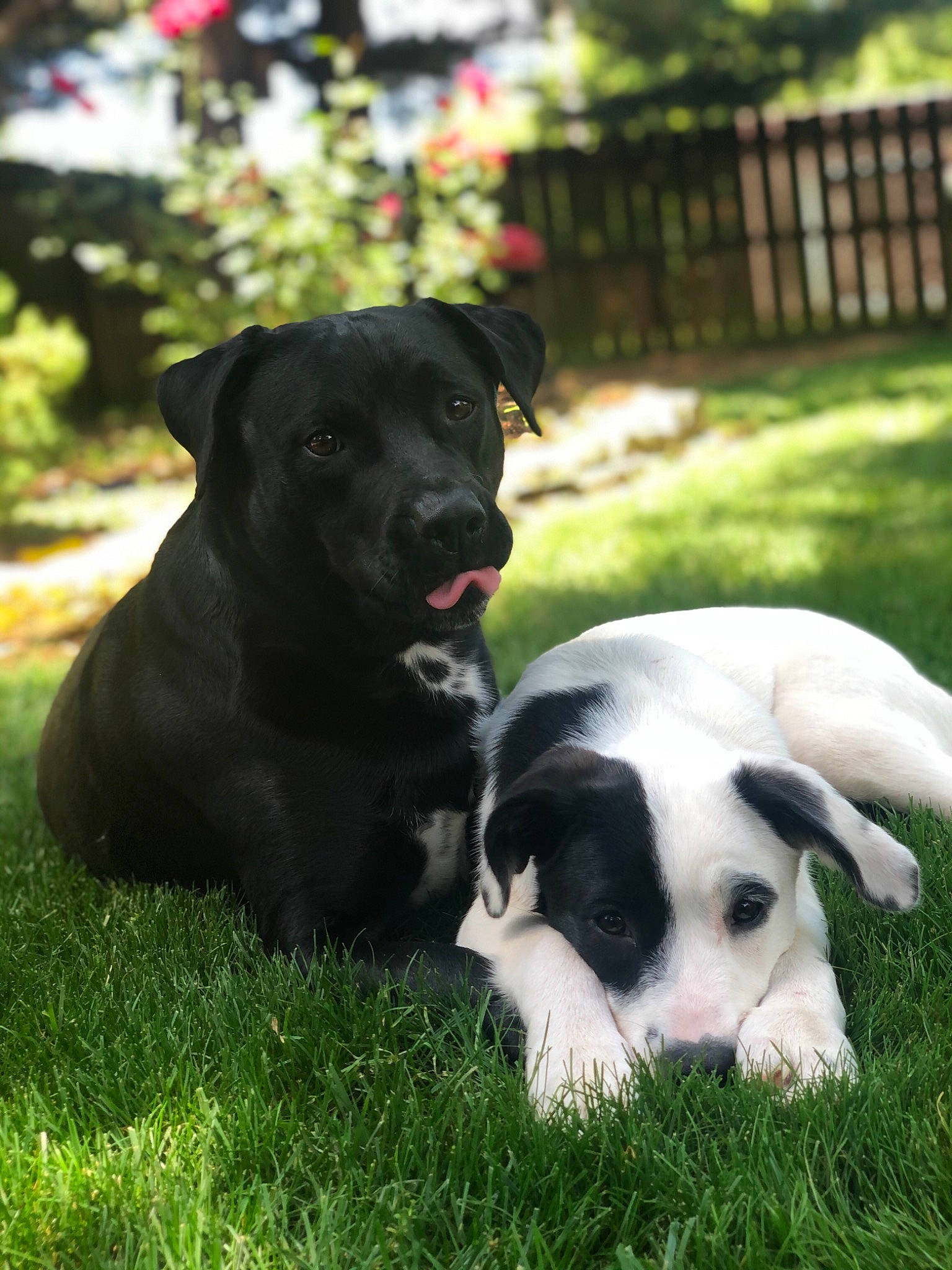 Benjamin James joined the competition — help win amazing prizes! borador, border_collie, canidae, carnivore, companion_dog, dog, dog_breed, grass, labrador_retriever, lawn, mammal, mcnab, nose, plant, puppy, rare_breed_dog, snout, sporting_group, stabyhoun, vertebrate