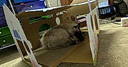 Raggy joined the competition — help win amazing prizes! animal, box, cardboard, carpet, cat, cozy, cute, drawer, fluffy, furniture, home, household, indoor, pet, playhouse, relaxing, resting, room, sleeping, storage