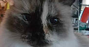 Raggy joined the competition — help win amazing prizes! cat, close_up, fluffy, indoor, pet, feline, face, ears, whiskers, eyes, blurred_background, shelf, household_items, room, domestic, animal, cute, furry, portrait, soft