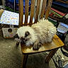 cat, fluffy, sleeping, wooden_chair, indoor, carpet, furniture, drawer, cable, power_strip, box, paper, clutter, pet, animal, resting, domestic, cozy, home, quiet