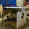 cat, cardboard_box, indoor, carpet, storage_drawers, sleeping, fluffy, pet, toy, playhouse, colorful, decorations, flowers, carrots, easter_theme, cozy, feline, animal, relaxing, home