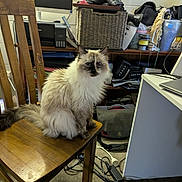 Raggy joined the competition — help win amazing prizes! cat, wooden_chair, indoor, furniture, computer, office, clutter, electronics, sitting, fur, tail, shelf, cords, monitor, bag, printer, desk, storage, pet, animal
