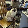 cat, wooden_chair, indoor, furniture, computer, office, clutter, electronics, sitting, fur, tail, shelf, cords, monitor, bag, printer, desk, storage, pet, animal