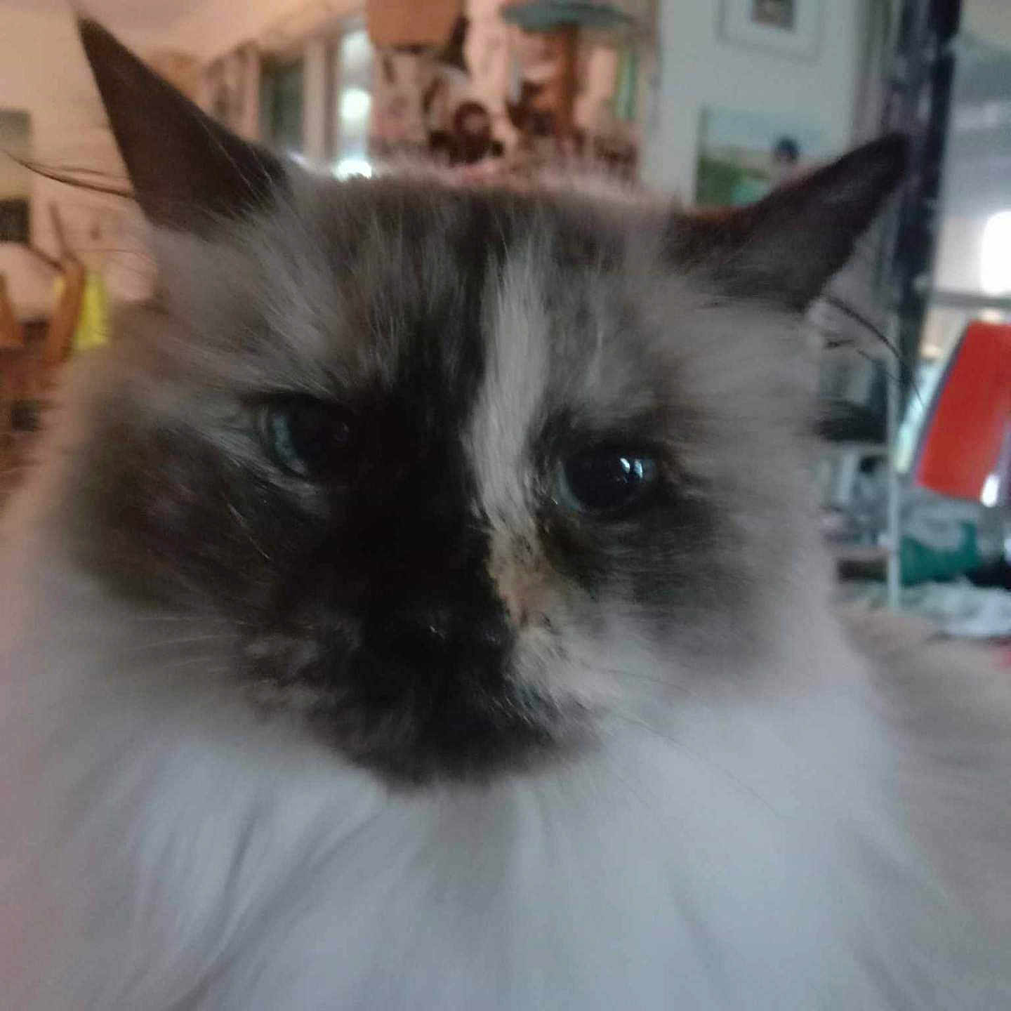 Raggy