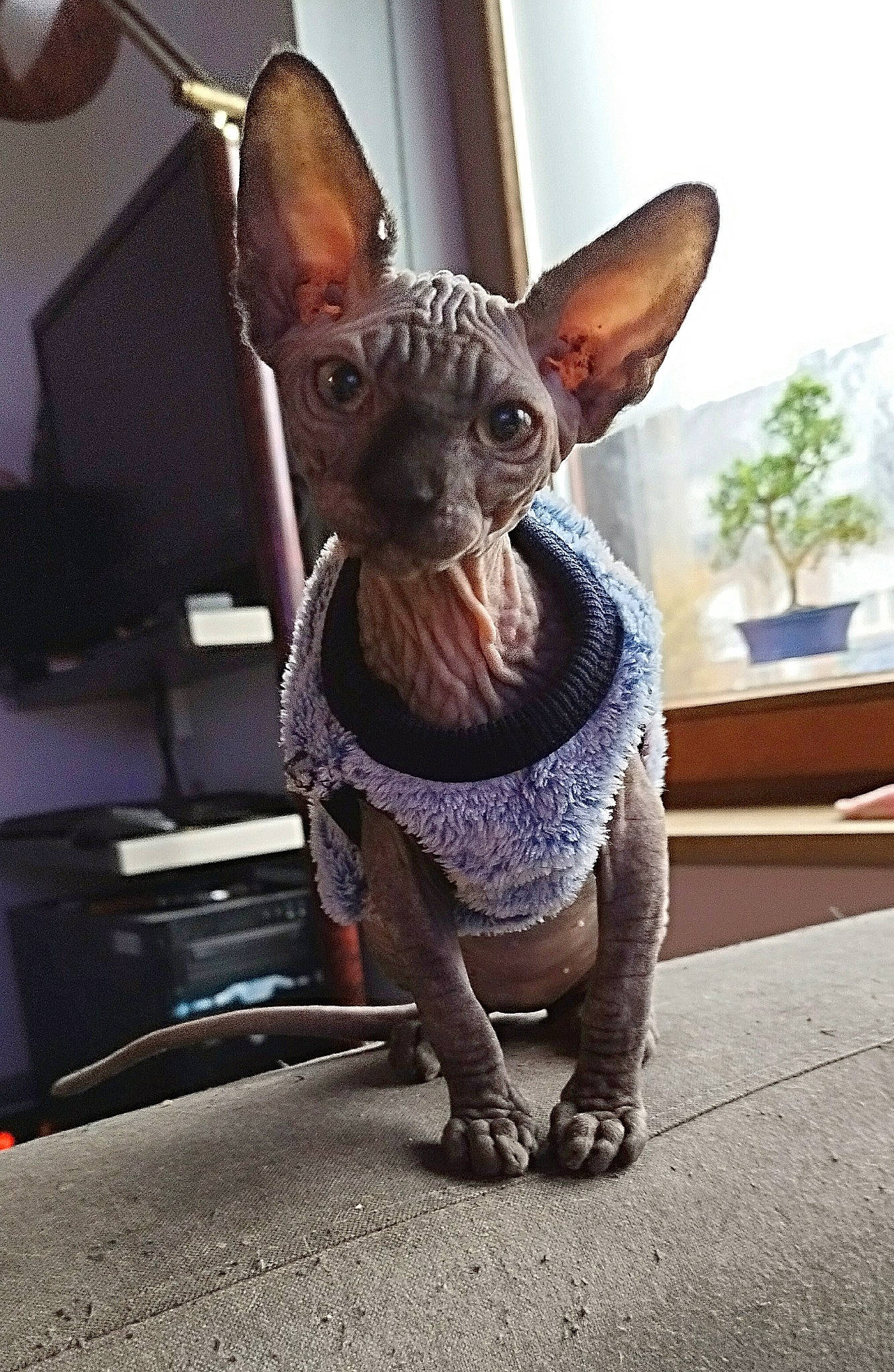 Arthena a rejoint le concours — aidez-le/la à gagner de superbes lots ! art, canidae, carnivore, chihuahua, collar, companion_dog, dog, dog_breed, dog_supply, fawn, felidae, fur, houseplant, liver, plant, snout, sporting_group, toy_dog, whiskers, working_animal