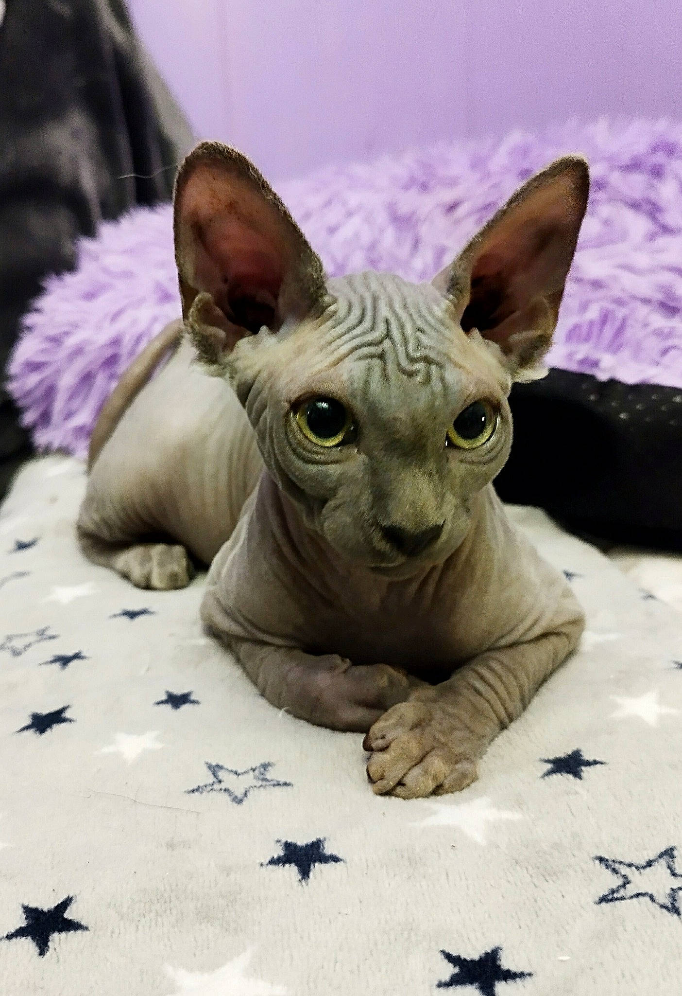 Arthena participe au concours pour gagner de l'argent avec cette photo : animal_figure, art, canidae, creative_arts, dog_breed, donskoy, fawn, felidae, fur, linens, sculpture, snout, sphynx, terrestrial_animal, toy, whiskers