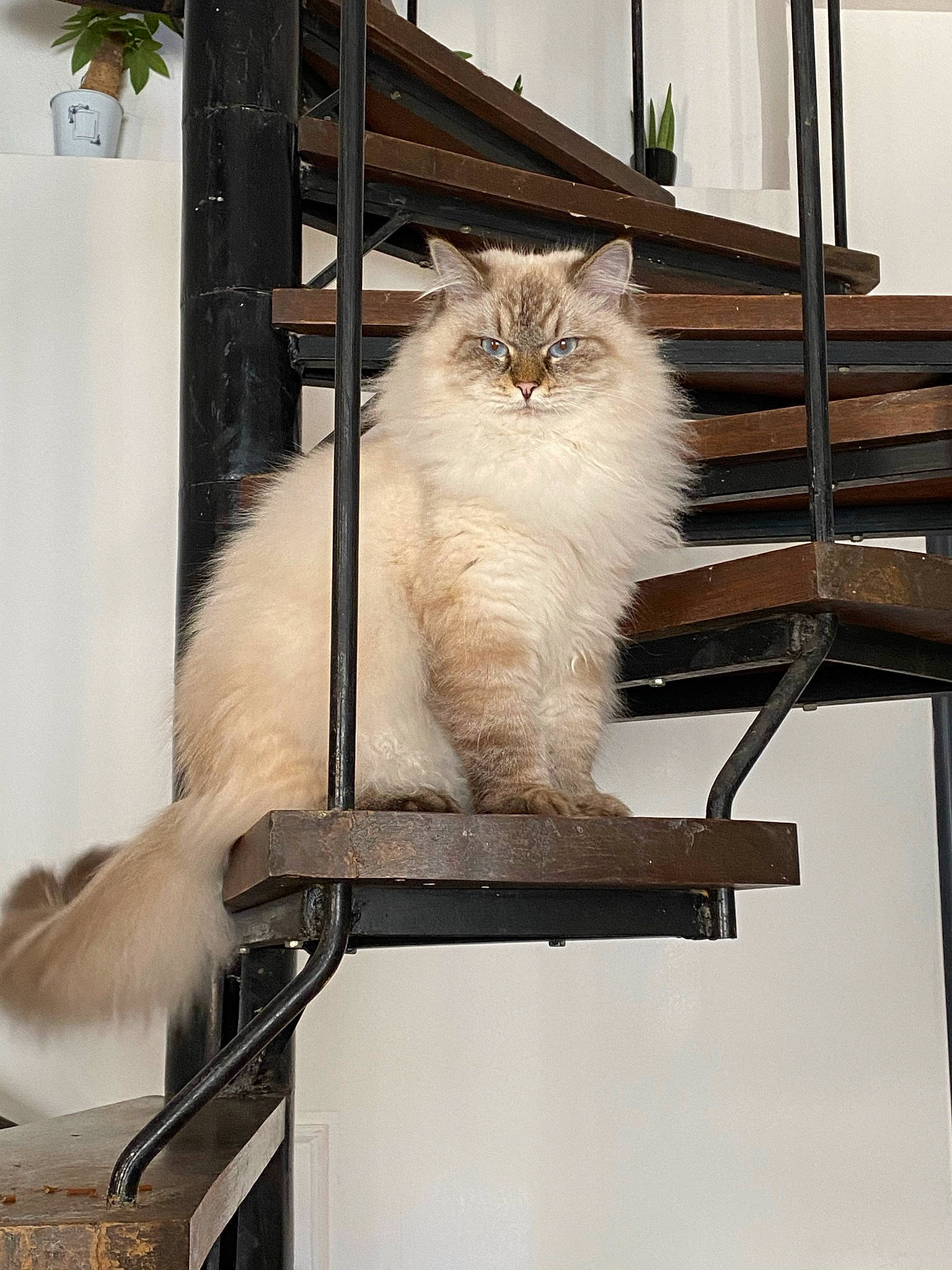 Rosette a rejoint le concours — aidez-le/la à gagner de superbes lots ! carnivore, cat, fawn, felidae, fur, houseplant, metal, plant, small_to_medium_sized_cats, snout, tail, tree, whiskers, window, wood