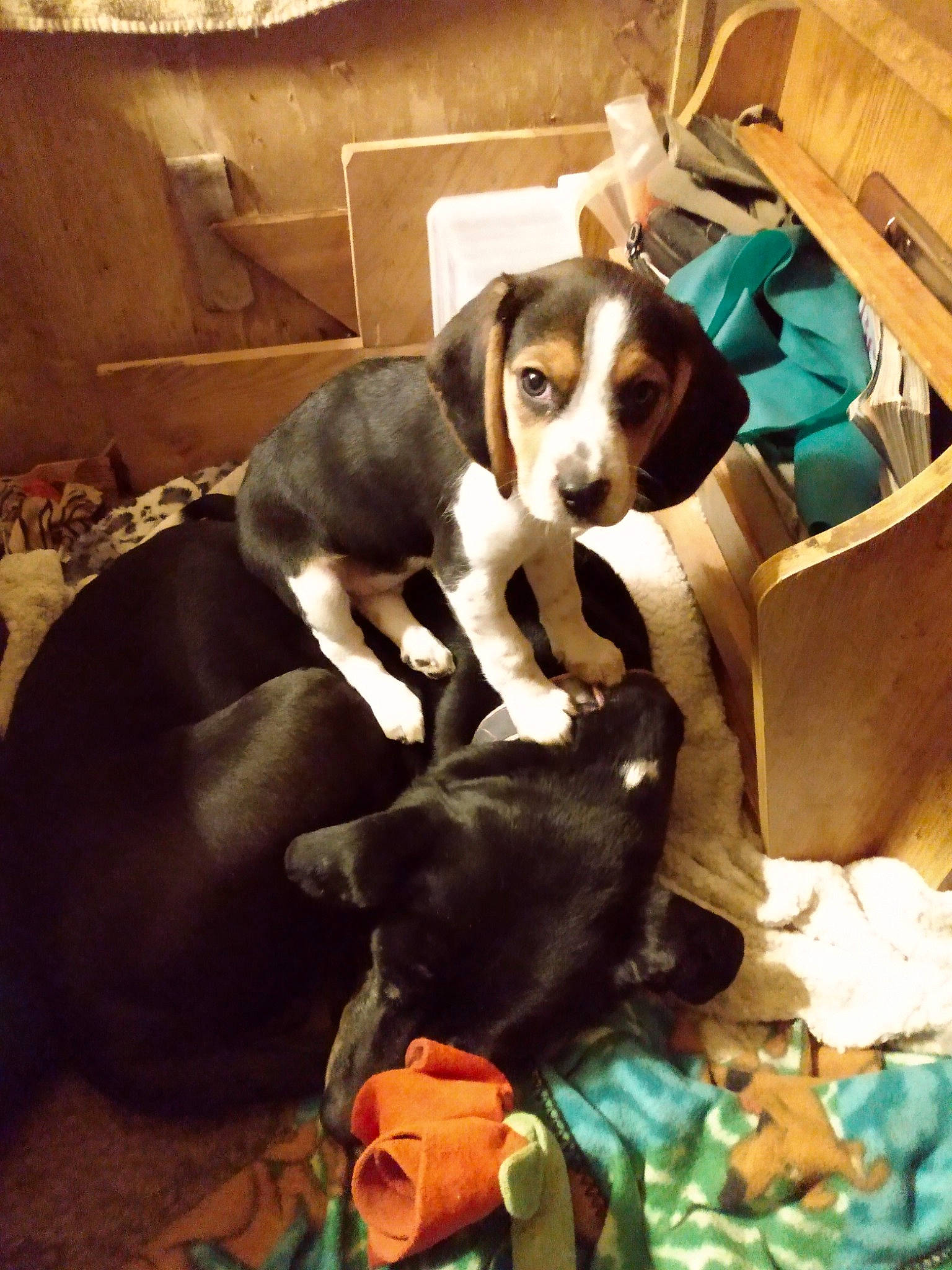 Eleanor joined the competition — help win amazing prizes! bag, beagle, beagle_harrier, box, canidae, carnivore, comfort, companion_dog, couch, dog, dog_breed, dog_supply, fawn, finnish_hound, hound, luggage_and_bags, puppy_love, scent_hound, shipping_box, working_animal