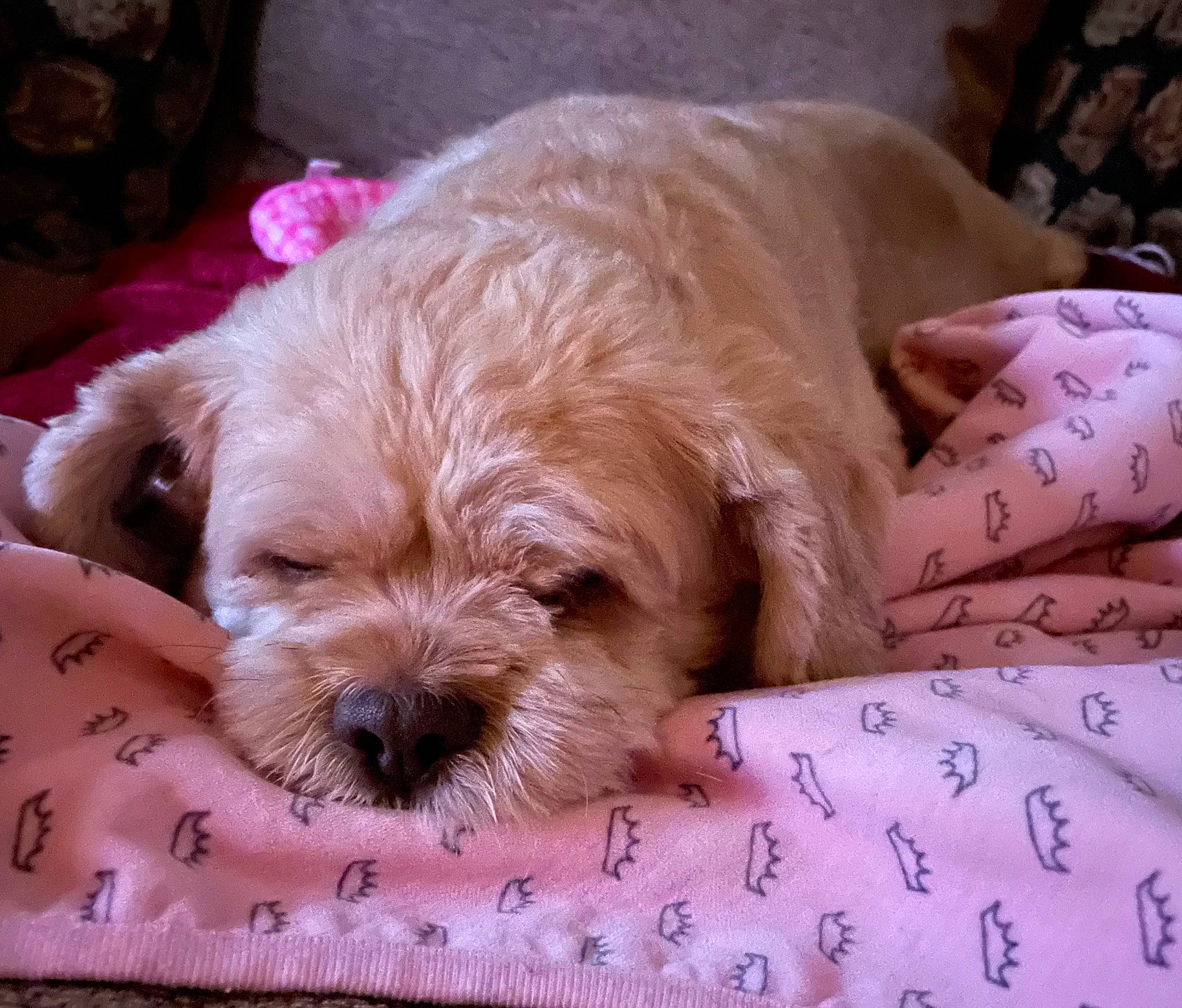 Princess joined the competition — help win amazing prizes! canidae, carnivore, comfort, companion_dog, dog, dog_breed, dog_collar, dog_supply, fawn, fur, liver, maltepoo, paw, pet_supply, puppy_love, snout, sporting_group, terrier, toy_dog, working_animal