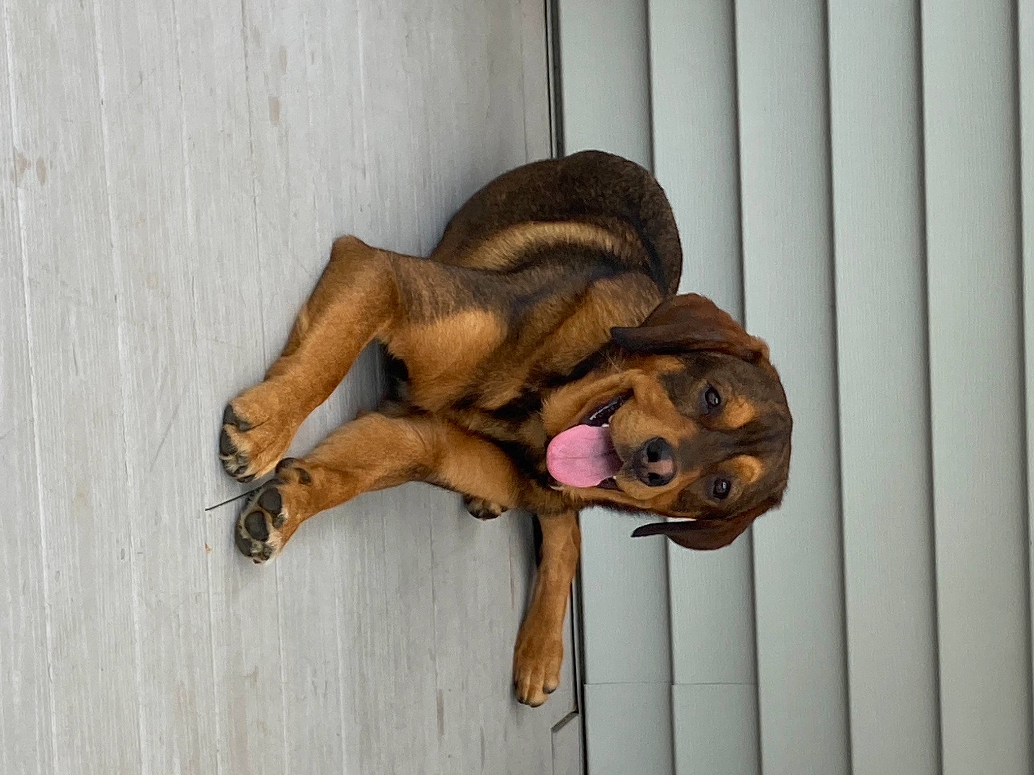 Chase is registered to the contest to win money with this photo: carnivore, companion_dog, dog, dog_breed, fawn, foot, fur, happy, human_leg, mammal, paw, smile, snout, sporting_group, terrestrial_animal, thigh, toy, vertebrate, wood, working_animal