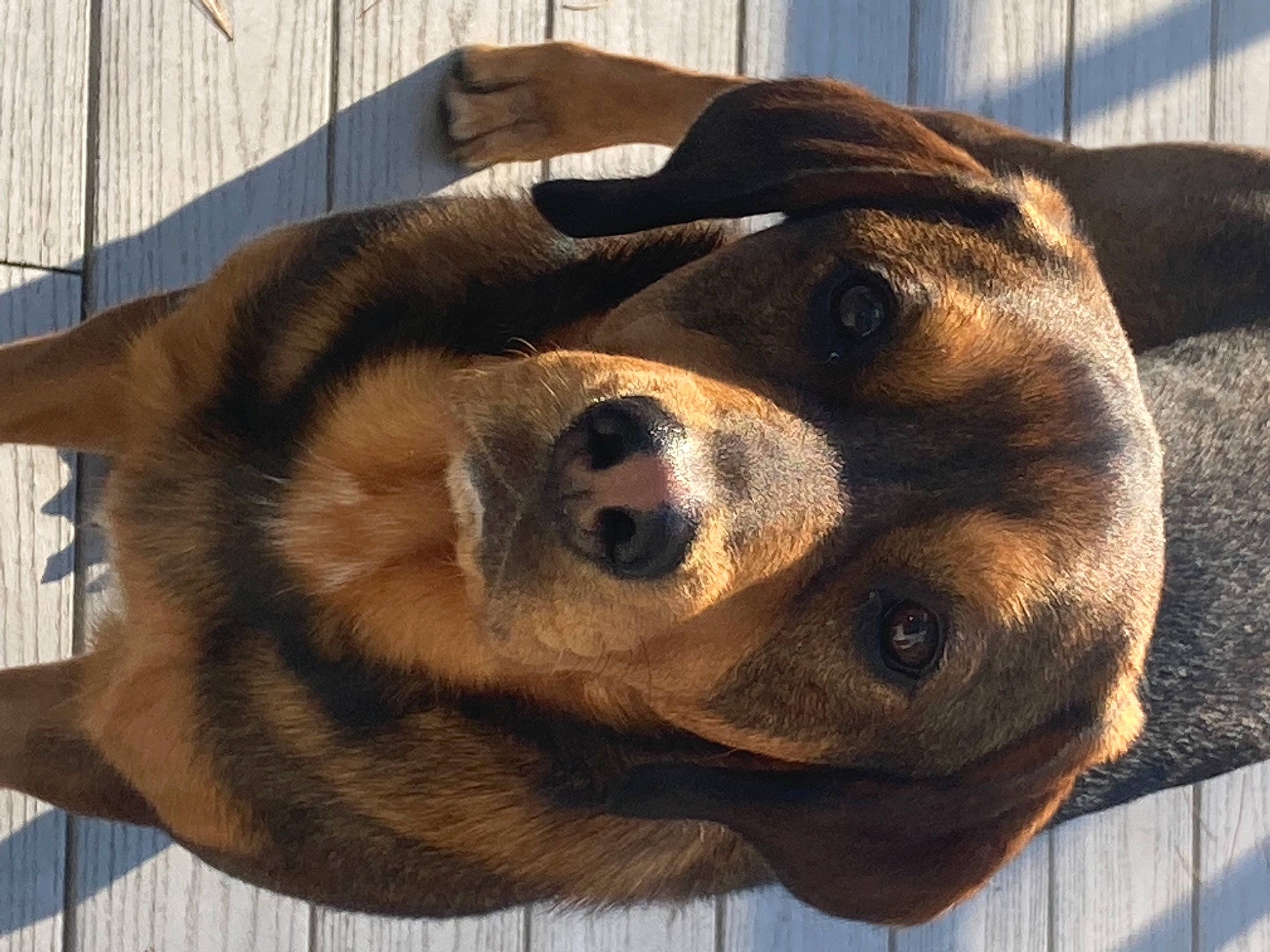 Chase is registered to the contest to win money with this photo: carnivore, collar, companion_dog, dog, dog_breed, dog_collar, dog_supply, ear, fawn, fur, giant_dog_breed, hound, kennel, liver, paw, pet_supply, snout, sporting_group, whiskers, working_animal