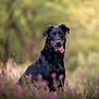 dog, animal, black_dog, tan_markings, sitting, tongue_out, wildflowers, purple_flowers, nature, outdoor, greenery, grass, pet, canine, portrait, blurred_background, summer, happy, friendly, mammal