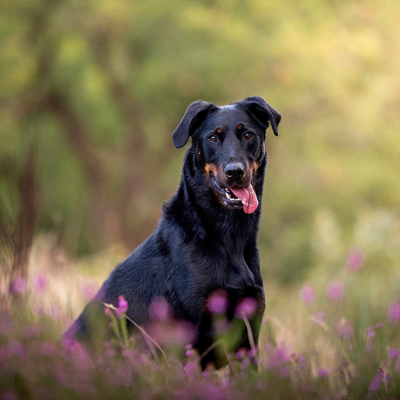 Snook a rejoint le concours — aidez-le/la à gagner de superbes lots ! animal, black_dog, blurred_background, canine, dog, friendly, grass, greenery, happy, mammal, nature, outdoor, pet, portrait, purple_flowers, sitting, summer, tan_markings, tongue_out, wildflowers
