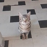 Cilas a rejoint le concours — aidez-le/la à gagner de superbes lots ! cat, tabby_cat, floor, tile_floor, black_and_white, indoor, pet, animal, curious, sitting, looking, ears, whiskers, eyes, door, wall, home, old, chipped_paint, vintage