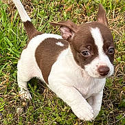 Aurora joined the competition — help win amazing prizes! puppy, dog, brown_and_white, grass, outdoor, animal, cute, small, young, pet, nature, fur, ears, nose, walking, curious, playful, mammal, one_animal, daylight