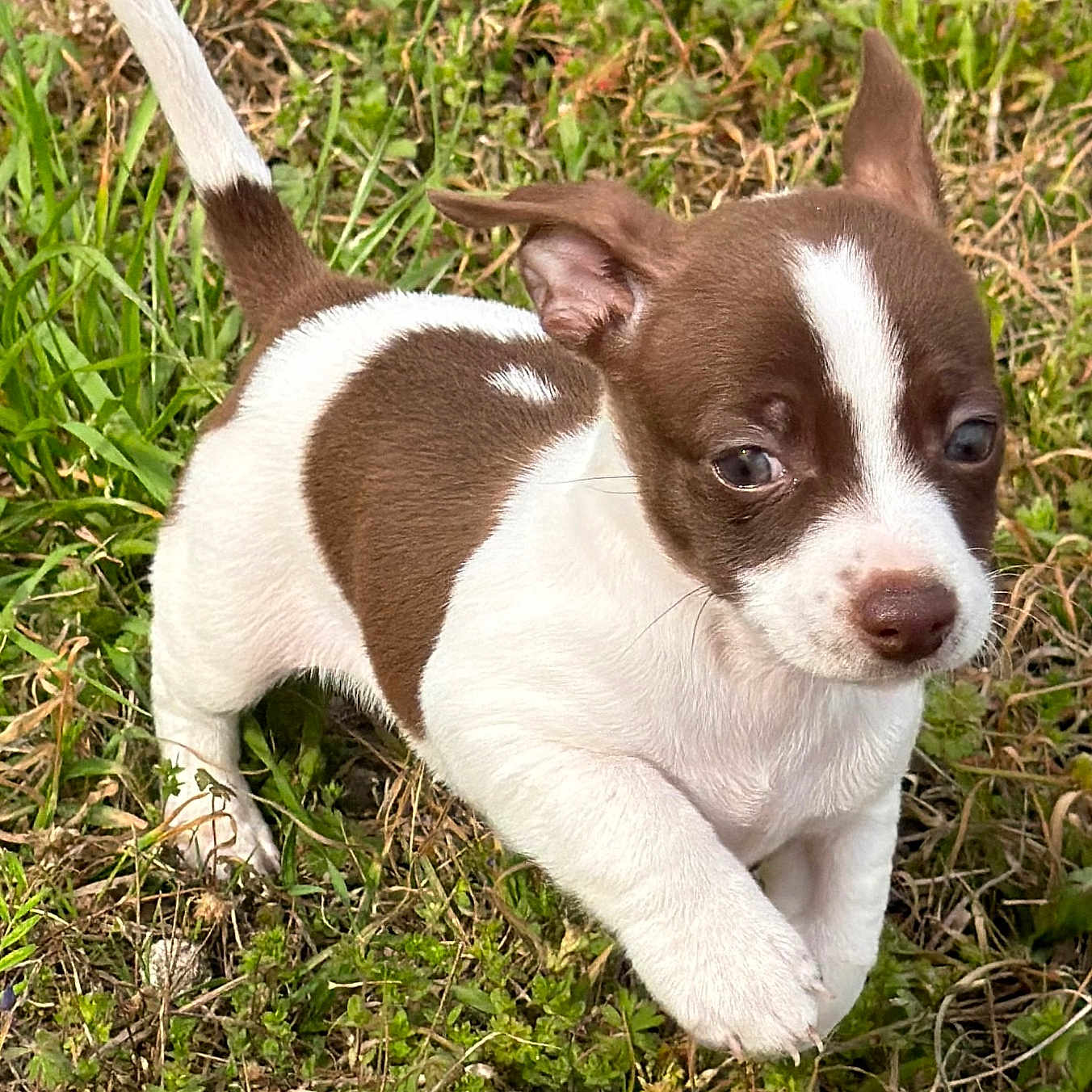 Aurora joined the competition — help win amazing prizes! puppy, dog, brown_and_white, grass, outdoor, animal, cute, small, young, pet, nature, fur, ears, nose, walking, curious, playful, mammal, one_animal, daylight