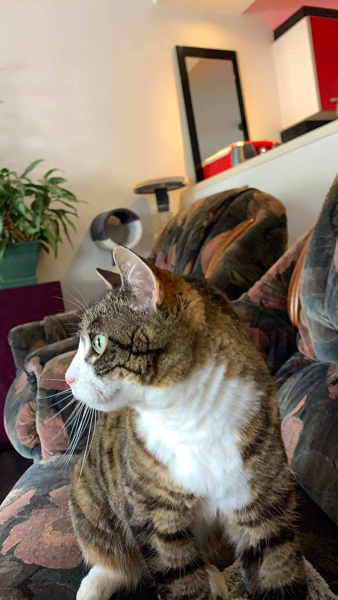 Zazou a rejoint le concours — aidez-le/la à gagner de superbes lots ! american_shorthair, california_spangled, carnivore, cat, domestic_short_haired_cat, dragon_li, european_shorthair, felidae, mammal, pixie_bob, small_to_medium_sized_cats, tabby_cat, whiskers