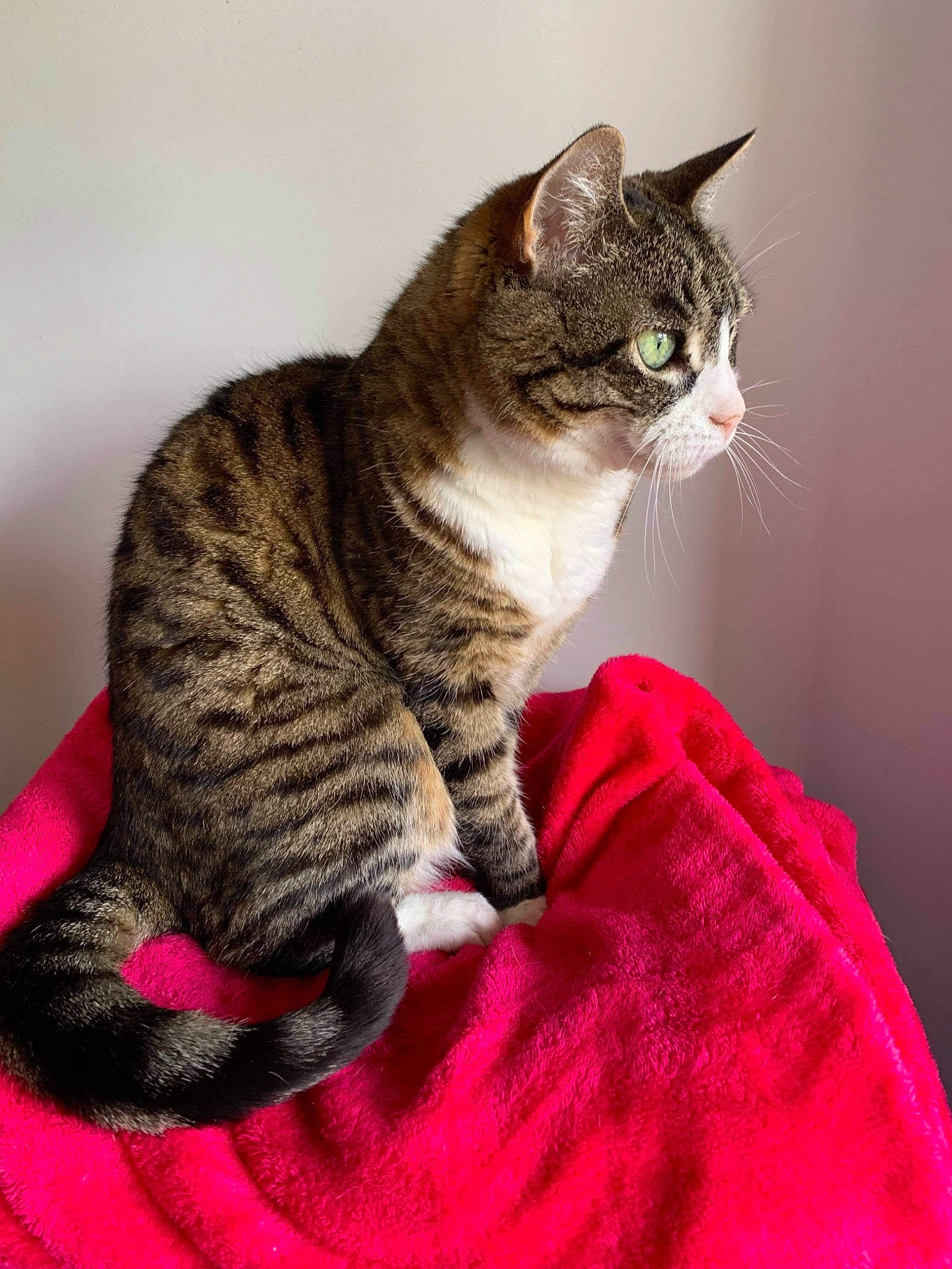 Zazou participe au concours pour gagner de l'argent avec cette photo : american_shorthair, american_wirehair, arabian_mau, asian, australian_mist, california_spangled, carnivore, cat, domestic_short_haired_cat, dragon_li, egyptian_mau, european_shorthair, felidae, kitten, mammal, small_to_medium_sized_cats, tabby_cat, toyger, vertebrate, whiskers