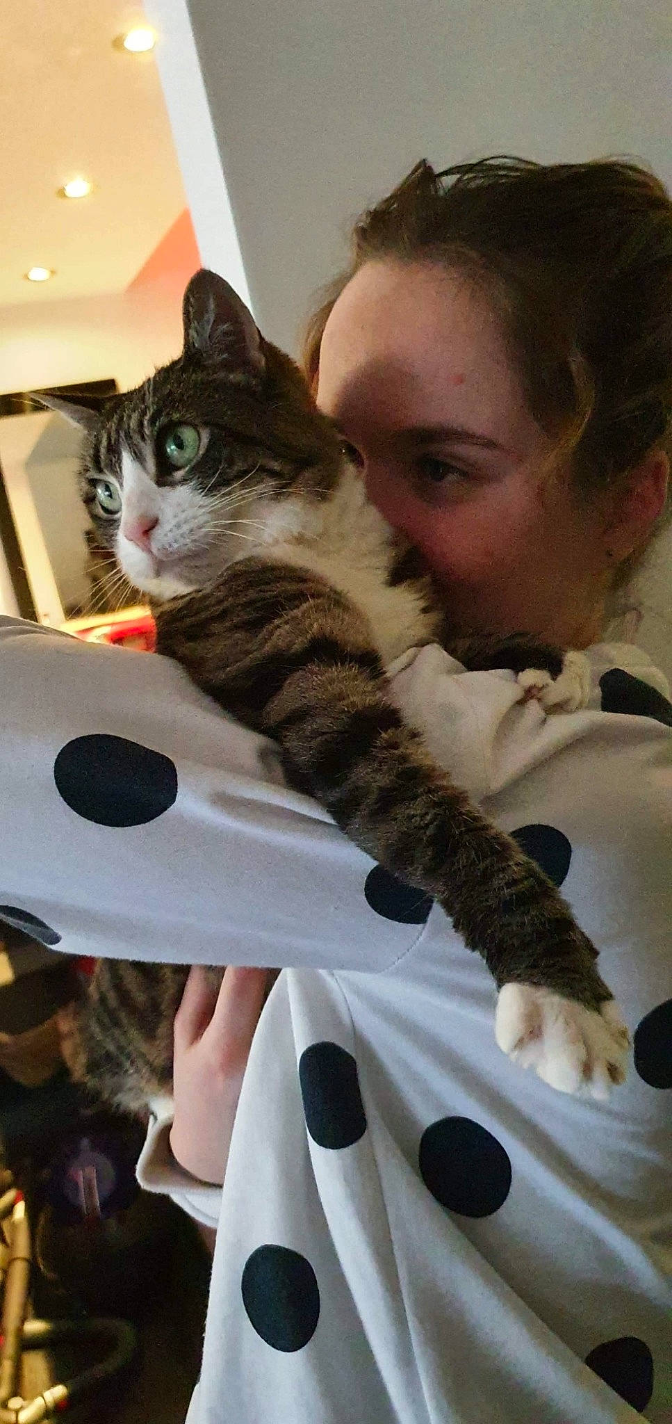 Zazou participe au concours pour gagner de l'argent avec cette photo : american_shorthair, carnivore, cat, domestic_short_haired_cat, ear, european_shorthair, felidae, fur, kitten, small_to_medium_sized_cats, tabby_cat, whiskers