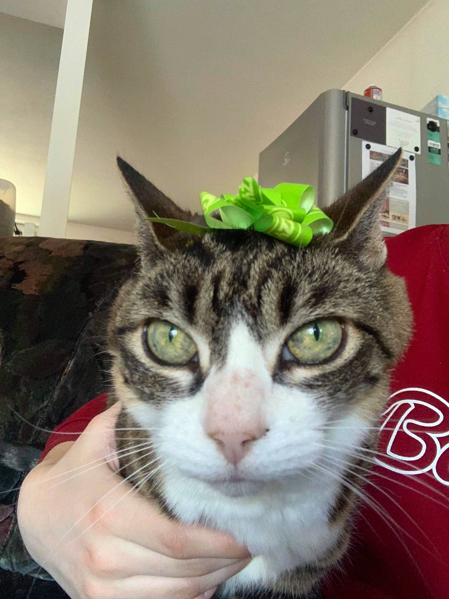 Zazou participe au concours pour gagner de l'argent avec cette photo : aegean_cat, american_shorthair, american_wirehair, asian, carnivore, cat, domestic_short_haired_cat, dragon_li, ear, european_shorthair, eye, felidae, fur, mammal, small_to_medium_sized_cats, snout, tabby_cat, whiskers