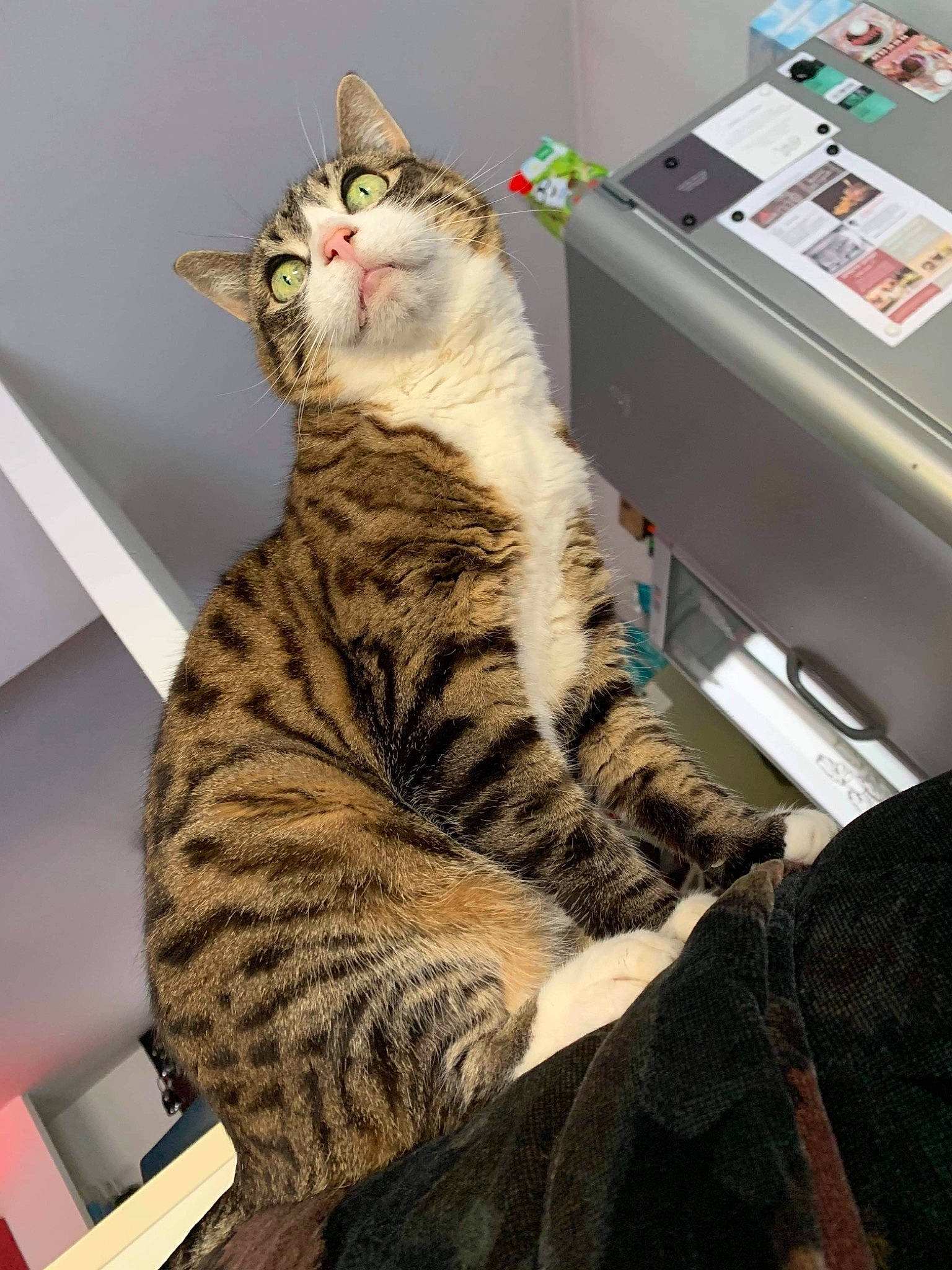 Zazou a rejoint le concours — aidez-le/la à gagner de superbes lots ! american_shorthair, asian, australian_mist, california_spangled, carnivore, cat, domestic_short_haired_cat, dragon_li, egyptian_mau, european_shorthair, felidae, fur, mammal, ocicat, small_to_medium_sized_cats, tabby_cat, tail, toyger, vertebrate, whiskers