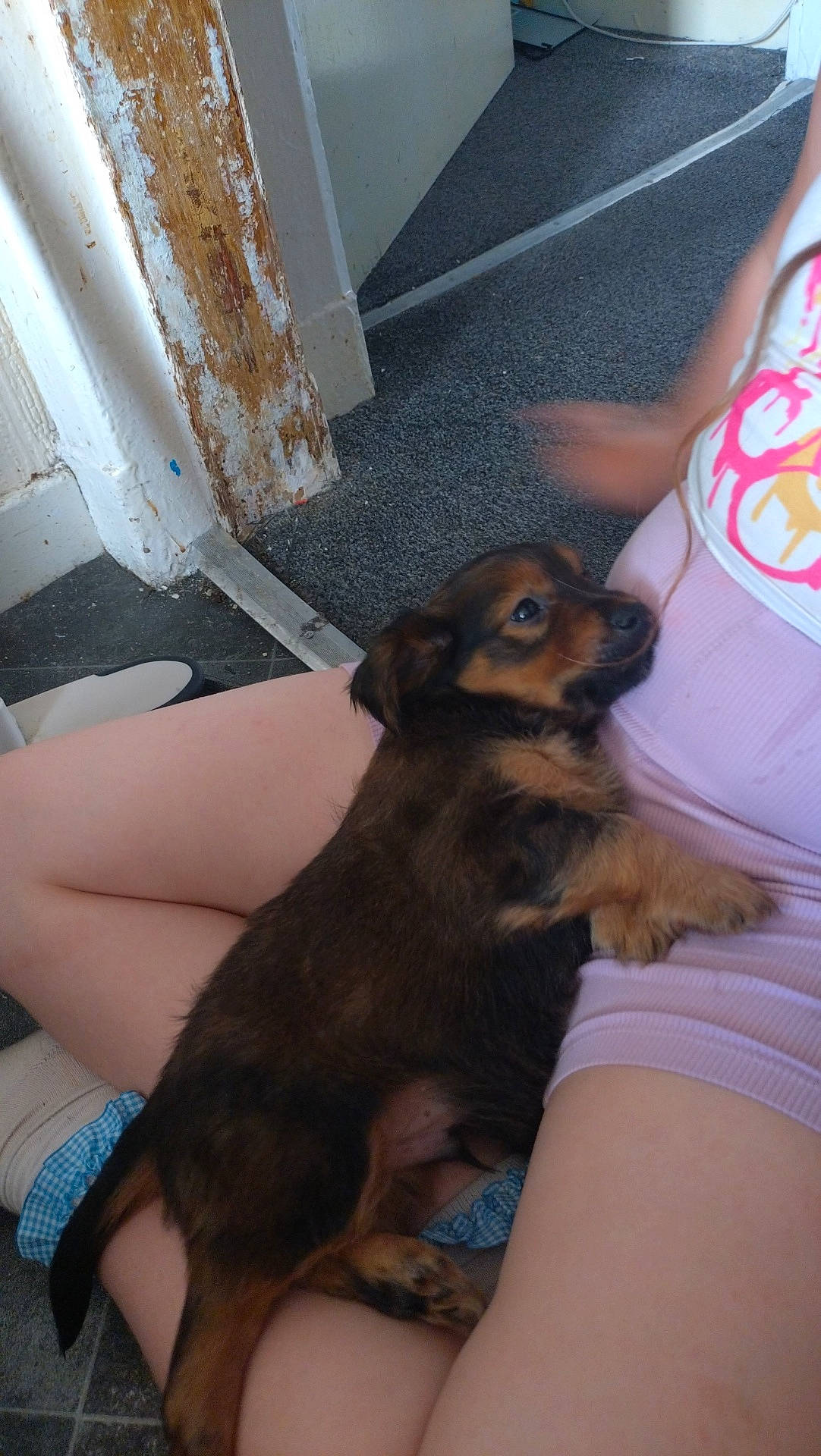 Rolo joined the competition — help win amazing prizes! blurred_hand, brown_fur, carpet, casual_clothing, cozy, cute, dog, door_frame, floor, indoor, lap, legs, person, pet, puppy, resting, shorts, snuggling, tshirt, white_socks