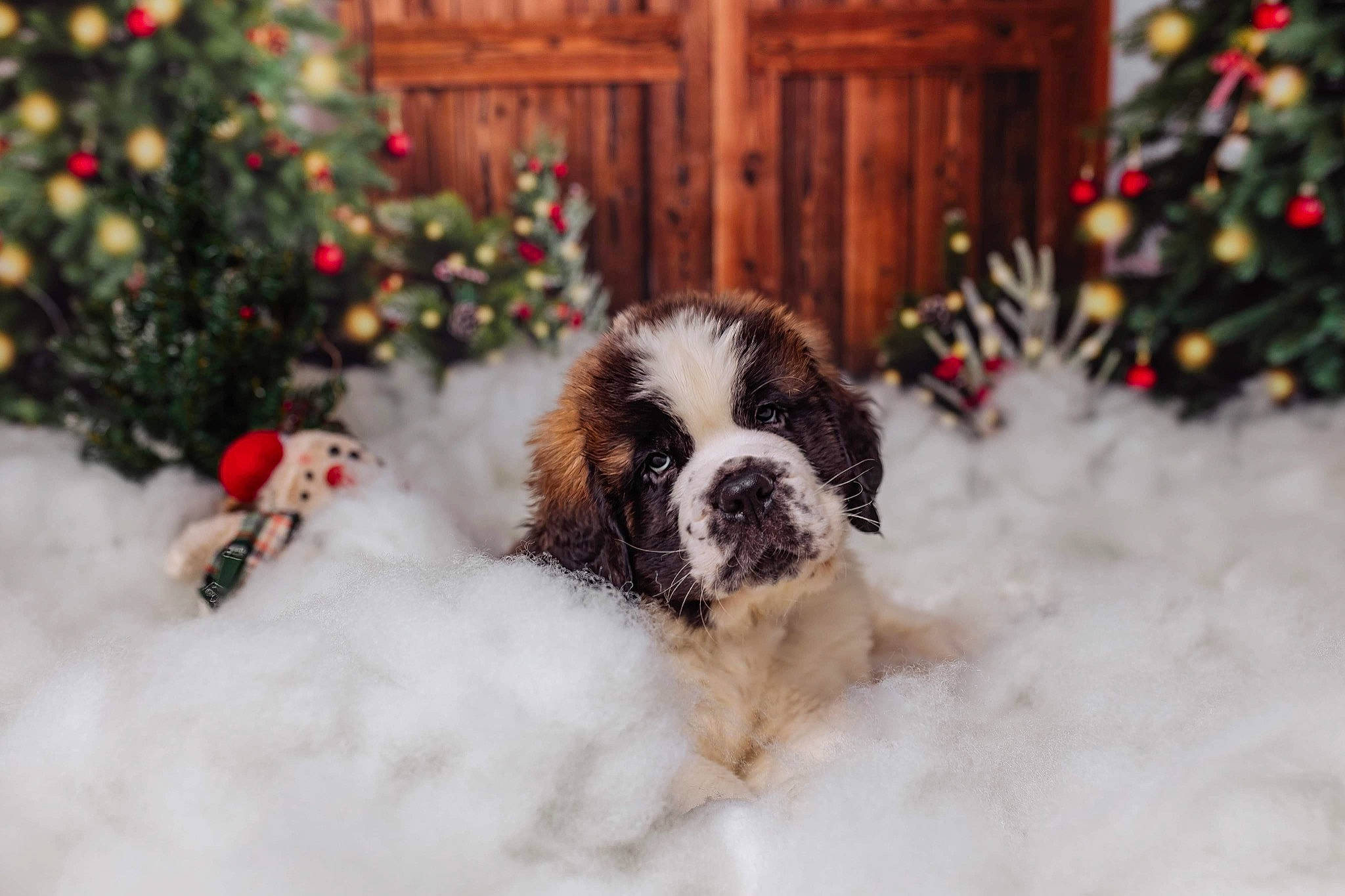 Eric joined the competition — help win amazing prizes! canidae, carnivore, companion_dog, dog, dog_breed, door, event, flower, freezing, fur, grass, gun_dog, plant, snout, snow, spaniel, sporting_group, toy_dog, tree, winter