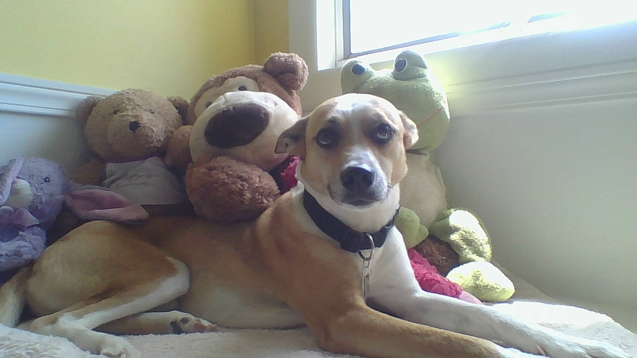 Steve is registered to the contest to win money with this photo: canidae, carnivore, dog, dog_breed, fawn, harrier, mammal, puppy_love, snout, vertebrate