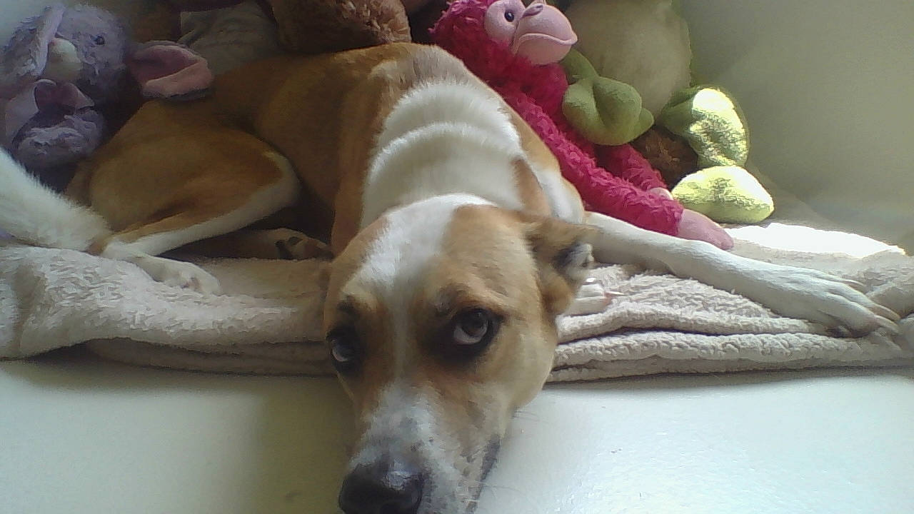 Steve joined the competition — help win amazing prizes! canidae, carnivore, companion_dog, dog, dog_breed, dog_toy, fawn, lurcher, mammal, potcake_dog, snout, street_dog, vertebrate, whippet