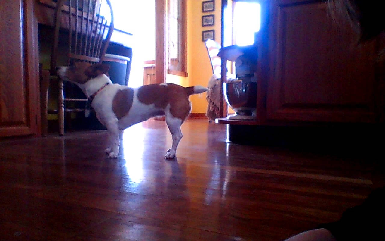 Bunny joined the competition — help win amazing prizes! canidae, carnivore, companion_dog, dog, dog_breed, floor, flooring, hardwood, laminate_flooring, mammal, sporting_group, vertebrate, wood, wood_flooring