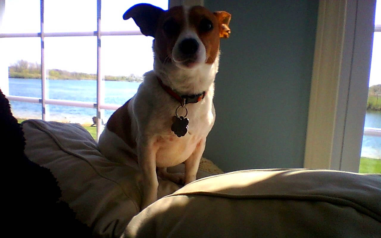 Bunny is registered to the contest to win money with this photo: brazilian_terrier, canidae, carnivore, companion_dog, danish_swedish_farmdog, dog, dog_breed, feist, fox_terrier, jack_russell_terrier, mammal, miniature_fox_terrier, potcake_dog, rat_terrier, russell_terrier, smooth_fox_terrier, snout, teddy_roosevelt_terrier, terrier, vertebrate