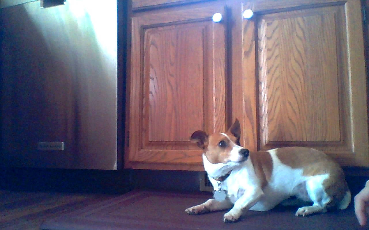 Bunny is registered to the contest to win money with this photo: canidae, cardigan_welsh_corgi, carnivore, companion_dog, dog, dog_breed, fawn, floor, jack_russell_terrier, mammal, miniature_fox_terrier, parson_russell_terrier, puppy, russell_terrier, welsh_corgi