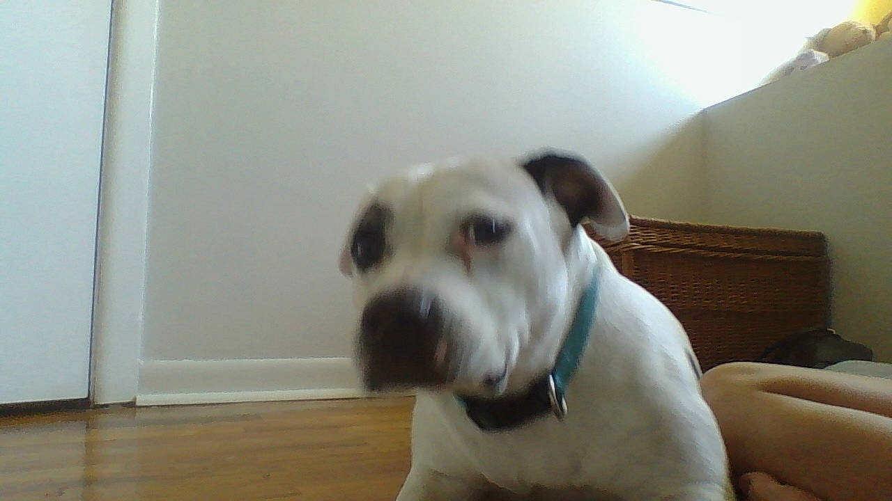 Diamond joined the competition — help win amazing prizes! american_bulldog, australian_bulldog, bulldog, canidae, carnivore, companion_dog, dog, dog_breed, dogo_argentino, dogo_guatemalteco, mammal, non_sporting_group, olde_english_bulldogge, pit_bull, rare_breed_dog, snout, sporting_group, toy_bulldog, valley_bulldog, vertebrate