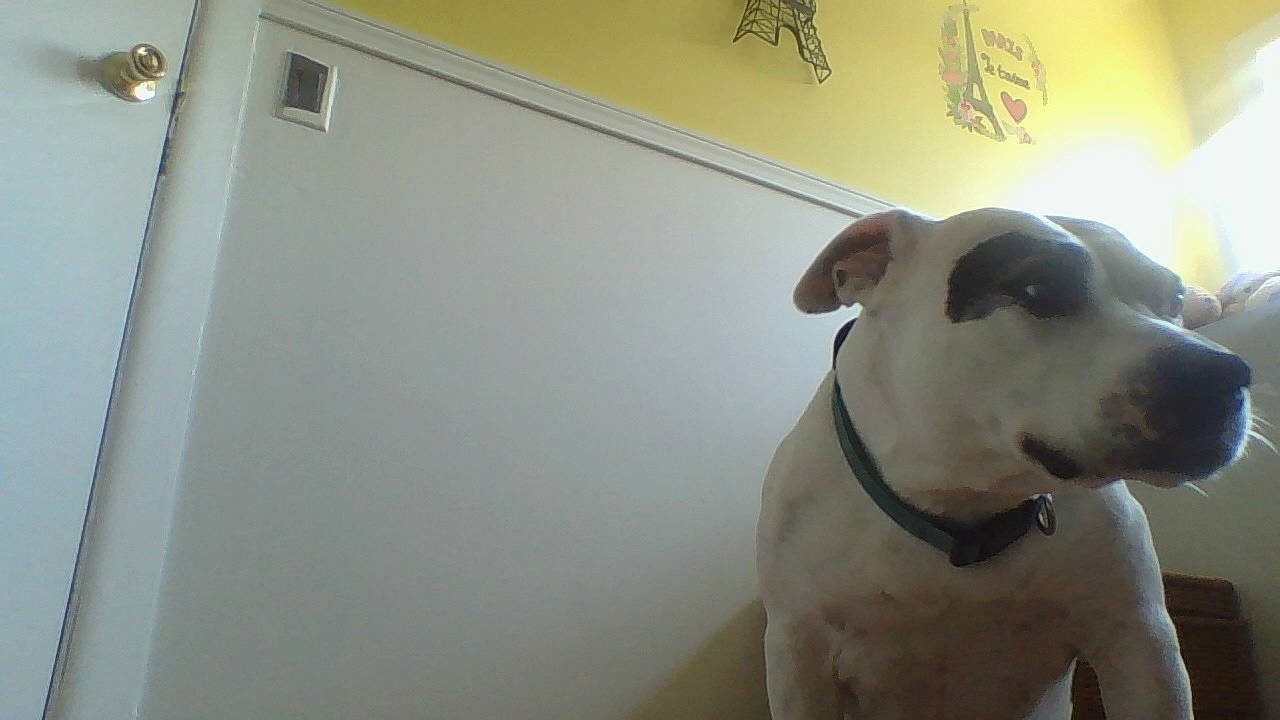 Diamond is registered to the contest to win money with this photo: american_bulldog, american_pit_bull_terrier, american_staffordshire_terrier, bull_and_terrier, bully_kutta, canidae, carnivore, cordoba_fighting_dog, dog, dog_breed, dogo_argentino, dogo_guatemalteco, fawn, mammal, non_sporting_group, old_english_terrier, pit_bull, snout, sporting_group, valley_bulldog