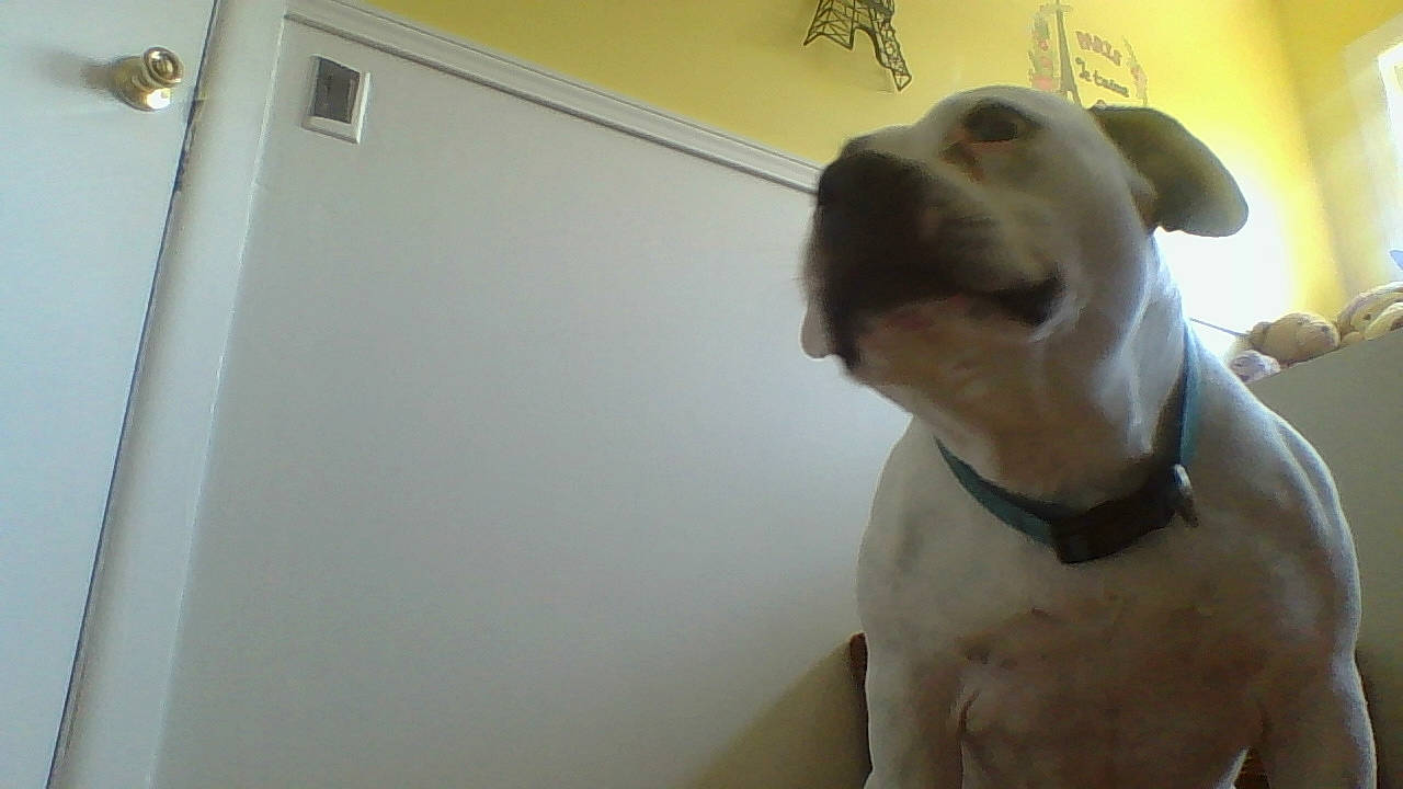 Diamond joined the competition — help win amazing prizes! american_bulldog, american_pit_bull_terrier, bully_kutta, canidae, carnivore, companion_dog, dog, dog_breed, dogo_argentino, dogo_guatemalteco, ear, fawn, mammal, non_sporting_group, nose, pit_bull, rare_breed_dog, snout, sporting_group, valley_bulldog