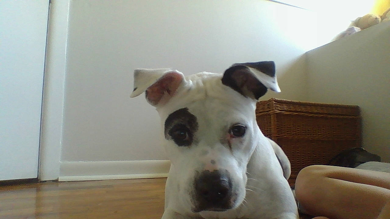 Diamond joined the competition — help win amazing prizes! american_bulldog, american_pit_bull_terrier, american_staffordshire_terrier, canidae, carnivore, dog, dog_breed, dogo_guatemalteco, ear, fawn, mammal, non_sporting_group, nose, pit_bull, rare_breed_dog, snout, vertebrate